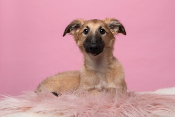 Cute silken windsprite puppy lying down on a pink background on a pink fur seen from the front looking at the camera