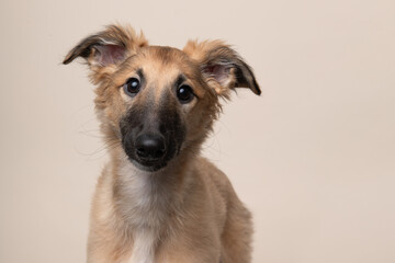 Portrait of a cute silken windsprite puppy on a creme colored background looking at the camera