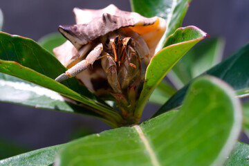 White-shelled hermit crab stuck among top of ornamental plants. Hermit is exploring a plant in a pot. Graphic Resources. Animal Themes. Animal Closeup. Macrophotography