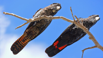 Breeding pair, Red-tailed Black-Cockatoos, sit branch.  Photographed from directly underneath, blue sky background. Elements of symmetry. © BJP7images