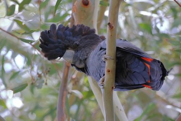 Male Red-tailed Black-Cockatoo, sits branch, eucalyptus tree, looks down directly camera, turning head at different angles © BJP7images