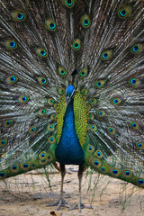 Graceful peacock showcases iridescent feathers in elegant pose.
