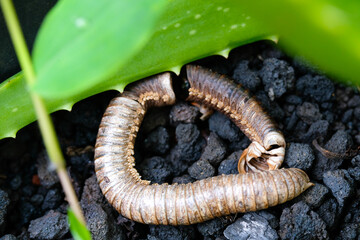 Corpse of millipede isolated. The remaining shell of a dead millipede is in a plant pot. Graphic Resources. Animal Themes. Animal Closeup. Macrophotography