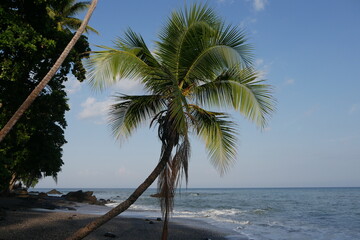 Kokospalme am Strand an der Küste von Montezuma auf der Halbinsel Nicoya bei Puntaremas in Costa...