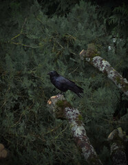 Oiseau dans un arbre