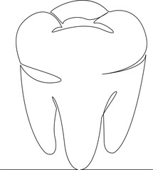 molar tooth