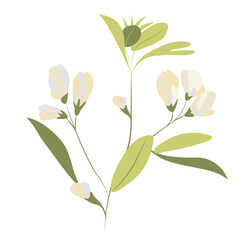 Abstract white pea flowers on twig in flat design. Blooming summer plant. Vector illustration isolated.
