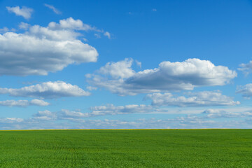 young green wheat sprouts agricultural field, bright spring landscape on a sunny day, blue sky as...