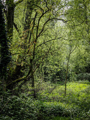 Into the Sunlight - sunlit woodland clearing
