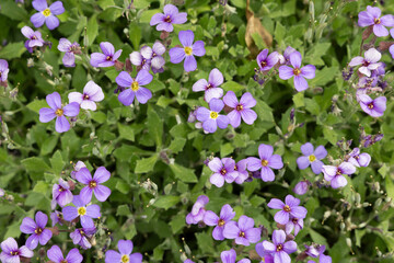 veilchen blume fr&uuml;hling lila
