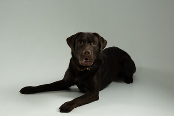 Labrador hund