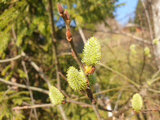 A salix branch with green buds blooms in early spring.