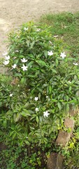 Pinwheel Flowering Plant on Green Nature Background