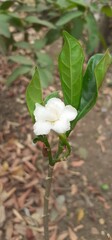 White Crape Jasmine Flower Blooming on Green Leaves Background