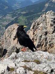 Vogel auf der Spitze eines Berges