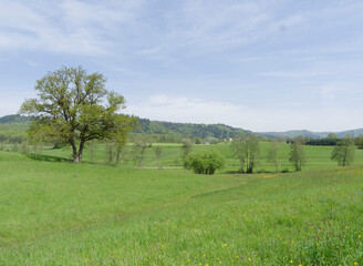 Rund um Weitenau (Steinen) im Südschwarzwald. In der sanften, grünen Hügellandschaft mit Herrliche Ausblicke auf die Weiler Fahrnbuck und Schillighof  © Marc