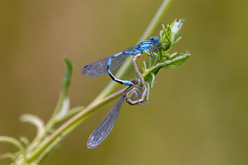 dragonflies mating on a blade of grass