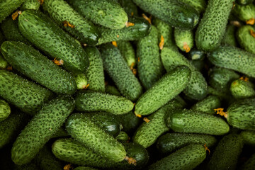 Young green cucumbers. Close up. Horizontal.