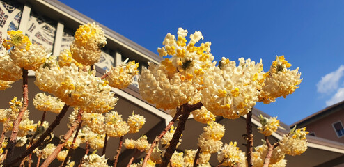 An edgeworthia chrysantha or paper bush with yellow flowers blooms near a house against a blue sky....
