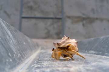White Coenobita Rugosus Hermit Crab crawling on a Metal roof. Pet hermit crab playing in the sun....