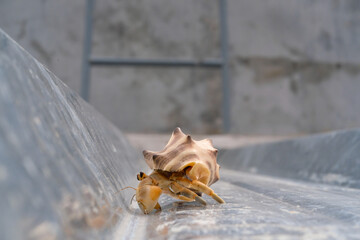 White Coenobita Rugosus Hermit Crab crawling on a Metal roof. Pet hermit crab playing in the sun. Graphic Resources. Animal Themes. Animal Closeup. 4K Video Resolution 30 Fps