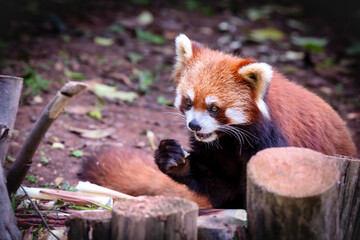 Red panda (Ailurus fulgens), Chengdu, Sichuan, China
