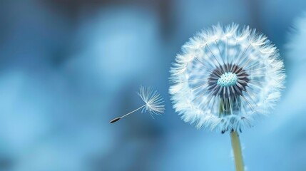   A dandelion wavers in the wind against a softly blurred background, framed by a blue sky