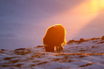 Beautiful portrait of a baby musk ox eating bushes and herbs in the snow with the evening light...