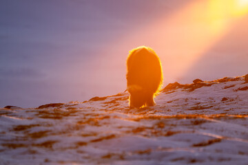 Beautiful portrait of a baby musk ox searching for food in the snow with the evening light falling...