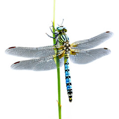 Southern hawker dragonfly Aeshna cyanea green and blue striped body large clear wings with yellow