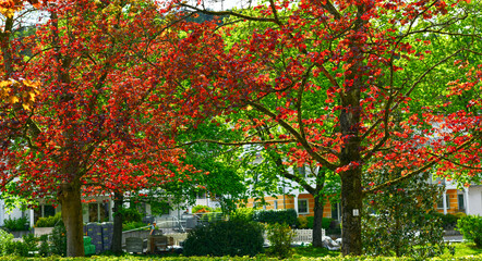 Blutbuche (Fagus sylvatica f. purpurea) im Kurpark von Bad Orb (Hessen)