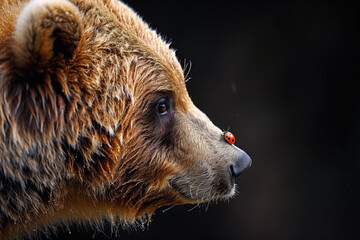 Close-up of a brown bear with a ladybug perched on its nose.