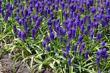 Close up purple flowers of grape hyacinth (Muscari botryoides) family Asparagaceae in a field near...