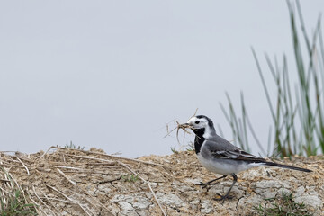 Bergeronnette grise- Motacilla alba - Hoche queue gris - passereaux - motacillidés