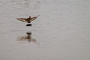 Barge à queue noire -  Limosa limosa - oiseaux limicoles - scolopacidés