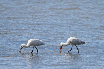 Spatule blanche -  Platalea leucorodia -  échassiers -  Threskiornithidae