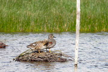 Canard chipeau - Mareca strepera - Anas strepera -  Anatidés