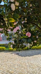 Delicate Camellias Blooming on a Tree in a Park