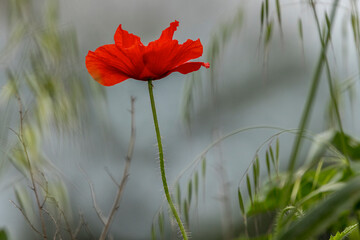 poppy flower in a field in springtime