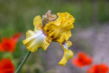 Iris flower in a colorful field