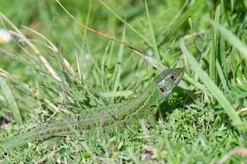 Lézard vert - Lacerta bilineata - sauriens -Lacertidae occidental - Lézard à deux bandes -...