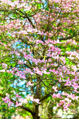 Blüten-Hartriegel im Kurpark von Bad Orb