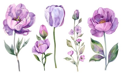 Floral roses and tulips elements set. Watercolor botanical illustration, Generative AI 