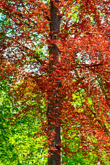 Blutbuche (Fagus sylvatica f. purpurea) im Kurpark von Bad Orb (Hessen)