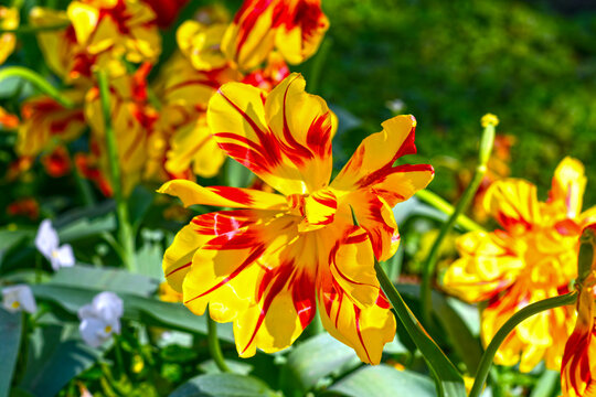 Gef&uuml;llte fr&uuml;he Tulpe 'Monsella' im Kurpark von Bad Orb