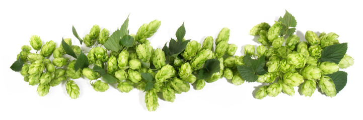 Brewing Hops Panorama isolated on white background