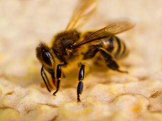 Bees close honey in combs. The bees produce wax and cover the honey in the combs with it.