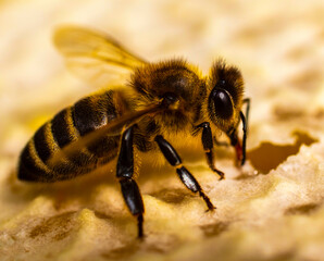 Bees close honey in combs. The bees produce wax and cover the honey in the combs with it.