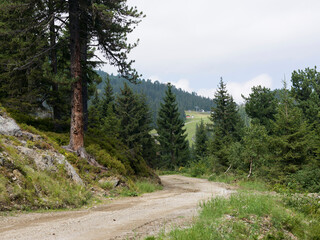 Fototapeta premium Dirt road