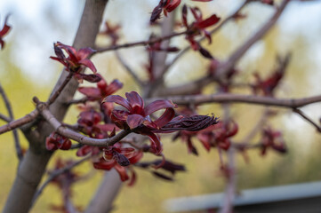 New spring growth of red maple leaves. Springtime background.